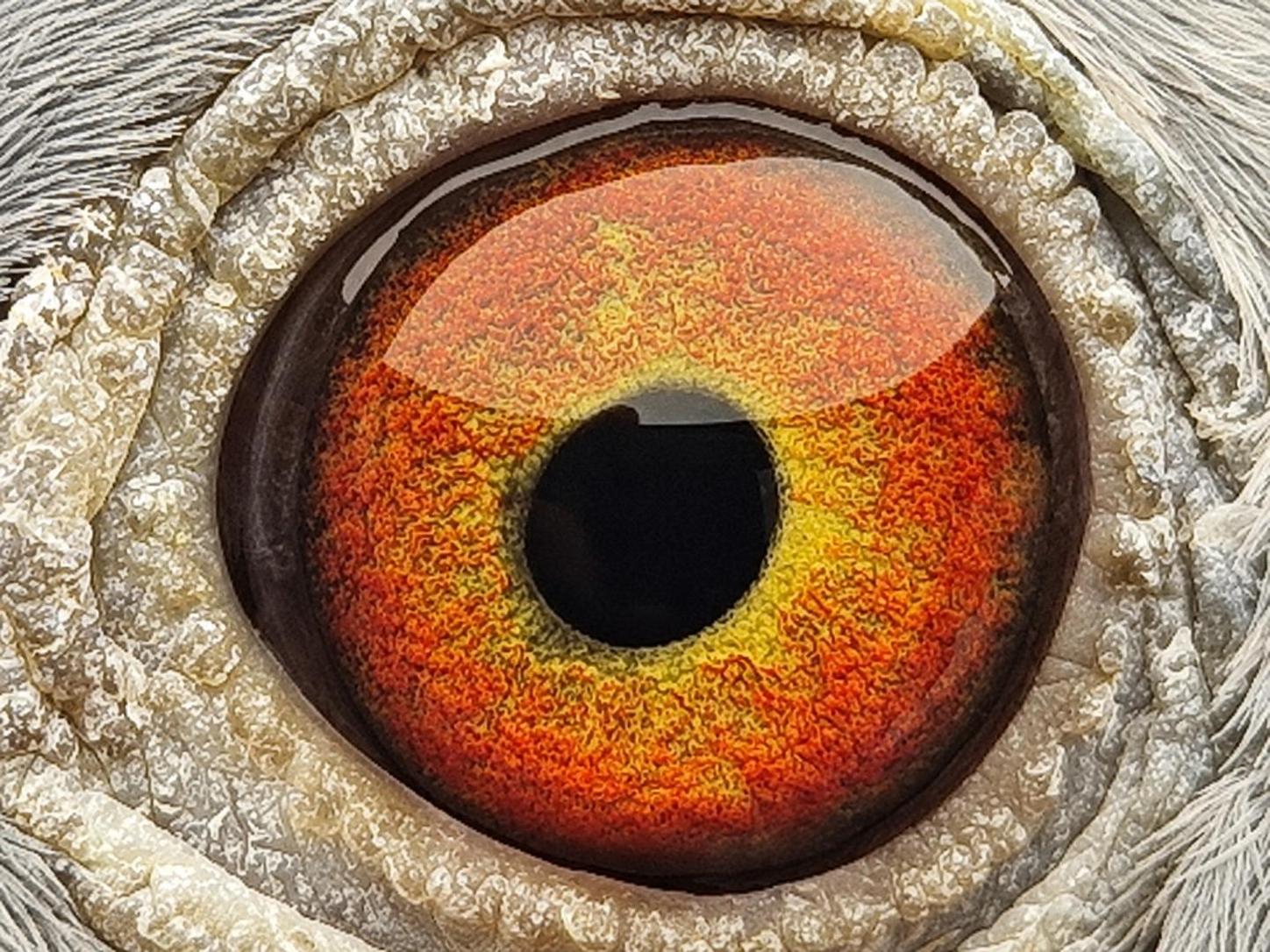 Pigeon eye